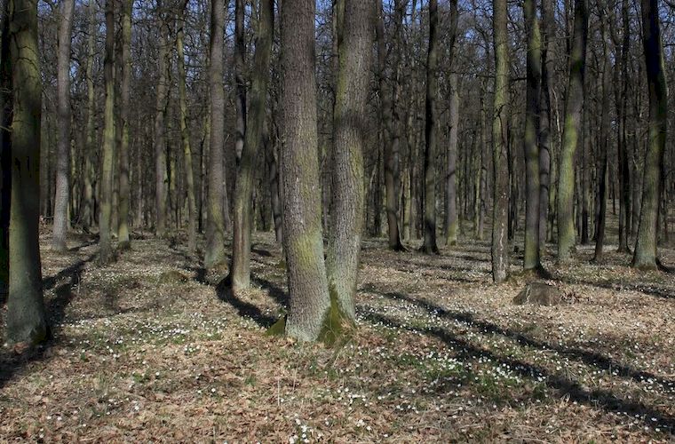 Studiuj na Wydziale Leśnym