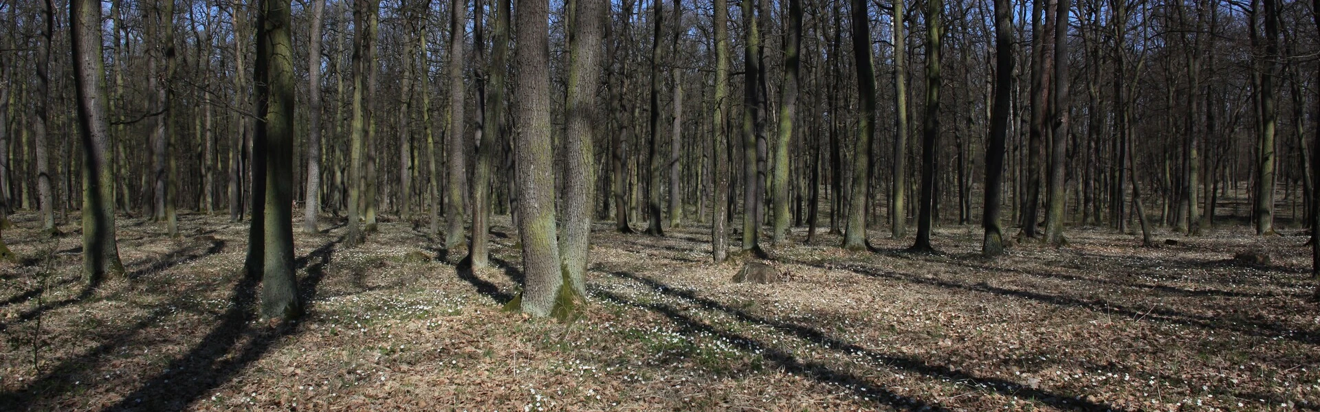 Studiuj na Wydziale Leśnym