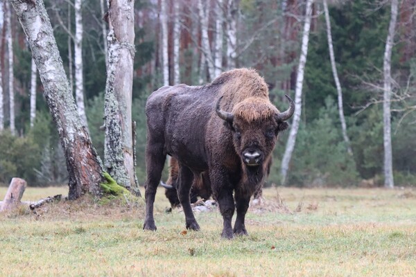 Przedstawiciele naszego wydziału uczestniczą w projekcie Erasmus BIP "Wildlife management and conservation in human altered ecosystems" na VMU Agriculture Academy w Kownie na Litwie.